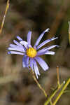 Savannah aster